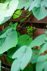 Obraz premium Young green grapes closeup. Young green grapes hanging on the vine with green leaves in organic garden. Agriculture