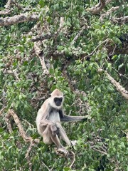 Obraz premium black faced sri lankan monkey