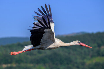 white stork in flight