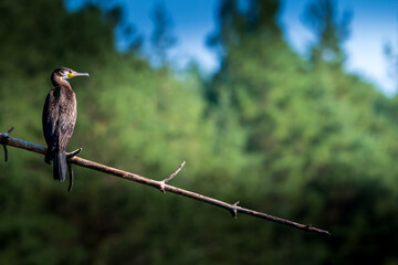 cormorant on a branch overlooking the water