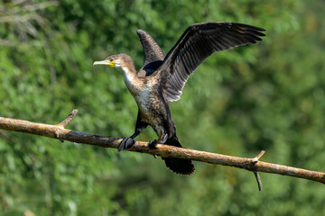cormorant on a branch flapping it's wings