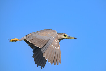 blue heron in flight