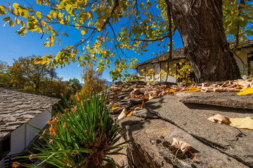the autumn roof