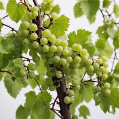 A vibrant springtime grapevine in bloom, with tiny budding grapes and soft green leaves, isolated on white.