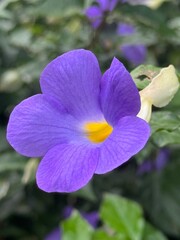 purple flower