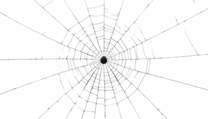 Intricate Spiderweb Close Up Detailed Orb Weaver s Web Texture Halloween Background