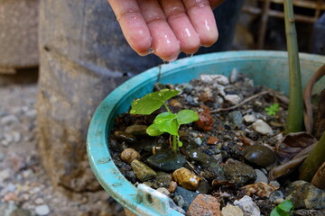 A hand gently waters a young green plant growing in a soil-filled garden container.