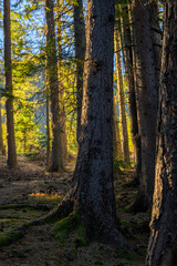 Autumn in the forest light hitting the tree bark