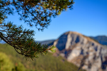 Peaking at the high mountain peak through the trees