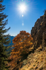 A Lonely Tree - autumn landscape in the mountains