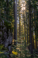 autumn forest in the morning