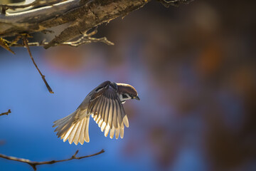 A sparrow bird mid-flight