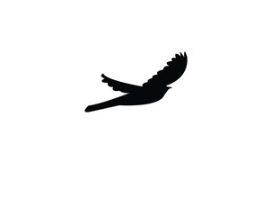 Flying African cuckoo bird Silhouette Design  And Vector Illustration. 