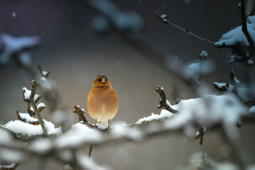 A robin bird resting on a snow-covered branch while snowing