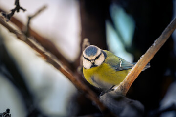 The calm curious tit resting in the branches