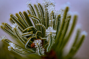A macro shot of frost on a pine tree branches