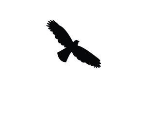 Flying African cuckoo bird Silhouette Design  And Vector Illustration. 