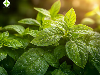 Fresh basil leaves glistening with dew drops