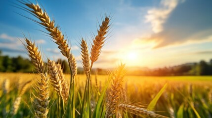 Obraz premium Golden wheat field at sunset, rural landscape