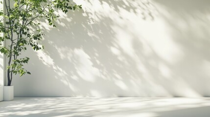 Bright and Fresh Indoor Space with Green Plant and Soft Shadows