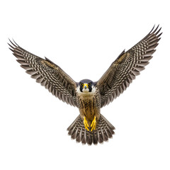 Fototapeta premium Majestic Peregrine Falcon in Full Flight