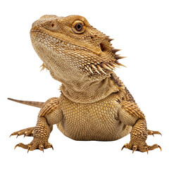 Obraz premium Majestic Bearded Dragon, Poised and Ready.