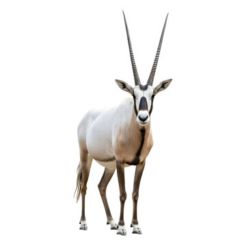 Arabian Oryx Majestic Desert Creature.