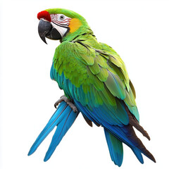 Fototapeta premium Majestic Macaw: A vibrant macaw perches regally, showcasing its stunning plumage of emerald green, sapphire blue, and ruby red, its intelligent eyes capturing the viewer's attention.