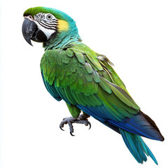 Fototapeta premium Exotic Colors of the Macaw: A vibrant macaw showcases its brilliant plumage of emerald green, sapphire blue, and touches of gold, highlighting the bird's striking features and tropical allure.