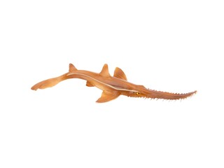 miniature saw shark toy with white background