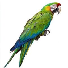 Fototapeta premium Vibrant Macaw: Capture the brilliance of a macaw parrot in exquisite detail, showcasing its radiant plumage of emerald green, sapphire blue, and ruby red hues in the image. 