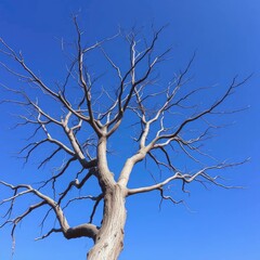 Fototapeta premium Dead tree's bare branches stretch towards sky, dead tree, sticks, branches