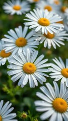 Fototapeta premium Delicate petals of daisy flowers glisten with morning dew, blooming, dew drops, nature