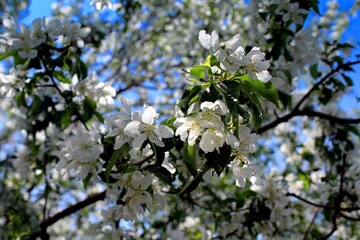 Trees, sky, flowers, sunny day, spring