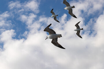 A flock of seagulls in the sky, birds soaring over the ocean, freedom in flight above the sea.
