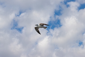 Seagull in the sky, a wild avian journey, flying amidst the clouds, nature's carefree wanderer.