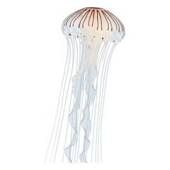 Ocean's Delicate, Maroon-Veined Jellyfish