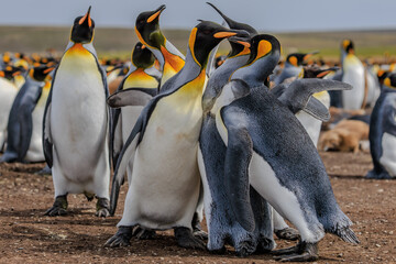 King Penguins (Aptenodytes patagonicus) in a colony fighting.