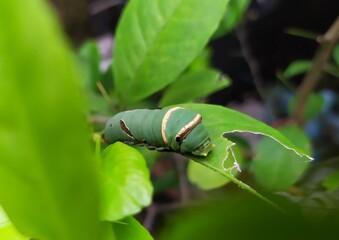 Green caterpillars ate the leaves of the orange tree