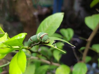 Green caterpillars ate the leaves of the orange tree