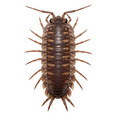 Ocean Isopod: Dorsal View Detail Close-up