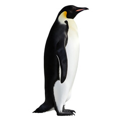 Fototapeta premium Majestic Emperor Penguin Standing Tall