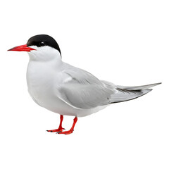 Obraz premium Arctic Tern, Coastal Bird Portrait.