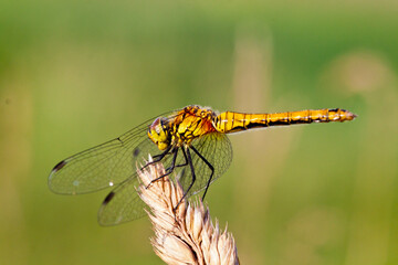 close up of a dragonfly on a branch
