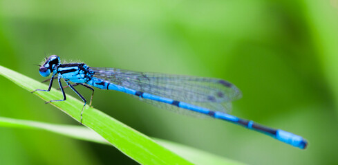 blue dragonfly on a green leaf