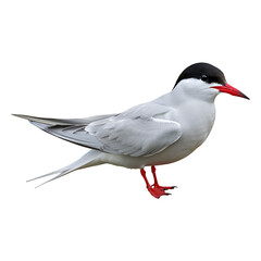 Arctic Tern with Striking Red Beak