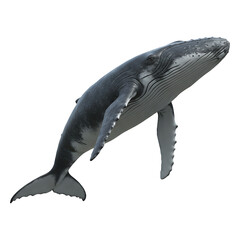 Fototapeta premium Oceanic Giant's Graceful Ascent