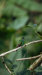 colibri verde en una rama © Juan22