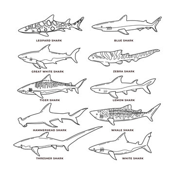 Set of different types of sharks doodle outline Collection, vector illustration isolated on white background, Underwater swimming marine creatures, sea fauna set, Zoology educational fauna poster.