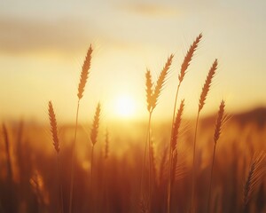 Beautiful sunrise in a golden wheat field, ears of rye glowing under soft morning light, creating a tranquil and expansive countryside scene